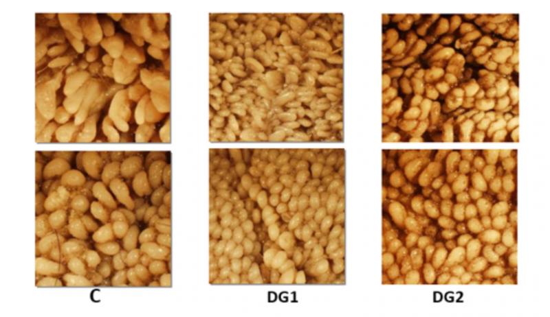 Three sets of rumen papillae photos. The first is labeled C and has several clusters of large, round, papillae. The second is DG1 and has several clusters of small to medium, round, papillae. The last is DG2 and has several clusters of small to medium, round, papillae.