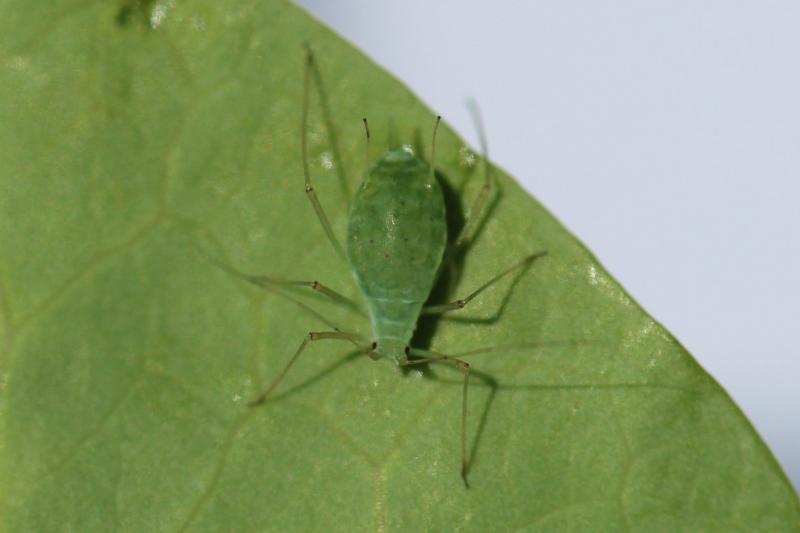 Teardrop shaped green insect with long legs and antennae on a lighter green leaf.
