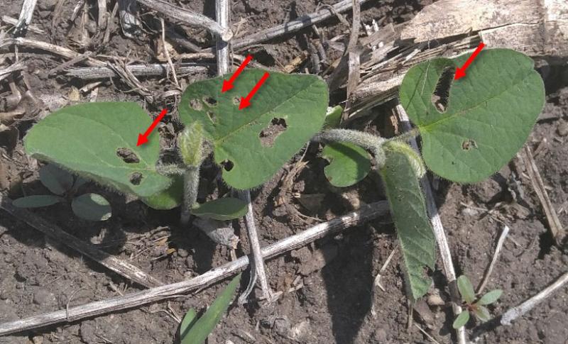 Green soybean plant with holes on the leaves (indicated by red arrows) caused by bean leaf beetle feeding.