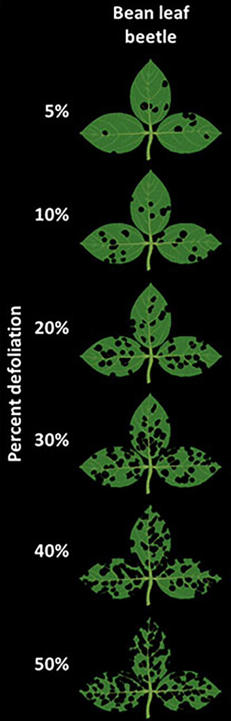 Black background with 5 green soybean trifoliates showing varying levels of defoliation from 5% to 50%.
