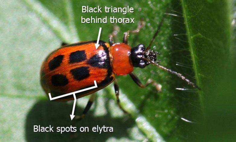 A red-orange colored beetle with a black head and legs, black margins on the elytra, 4 black spots on the back, and a black triangle behind the thorax. The beetle is standing on a green soybean leaf.