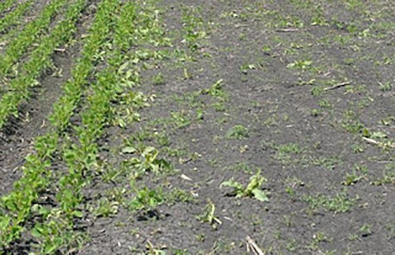 A field with newly emerging soybean plants. The left side of the field has several rows of healthy plants. The right side has large bare patches and a few small plants emerging.