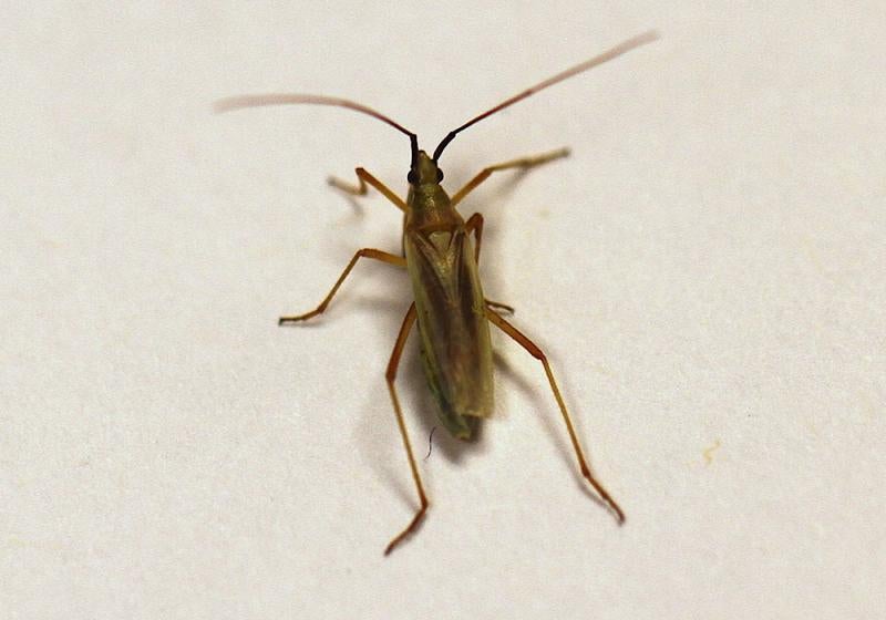 Elongate yellowish-brown bug on a white background.