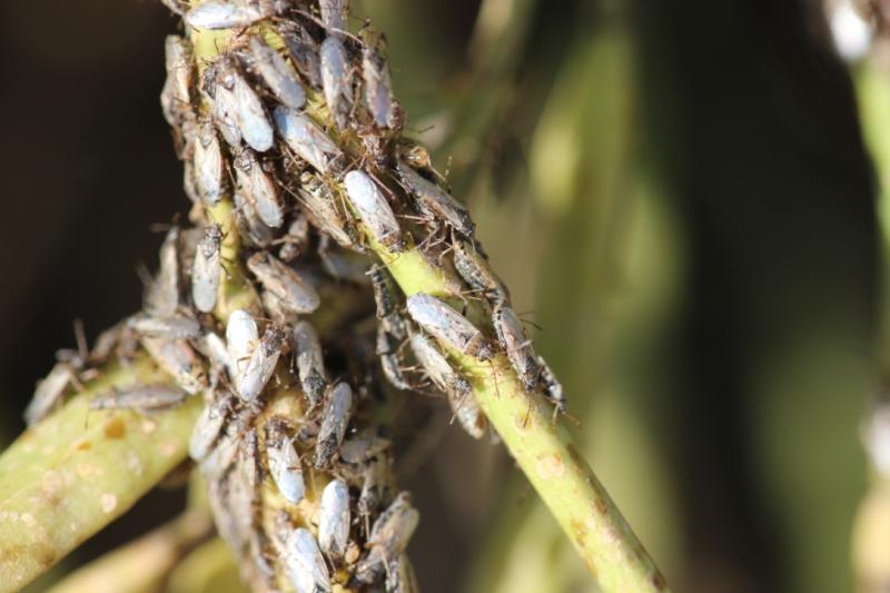 Numerous grayish-brown bugs gathering on the stems of a Brassica plant.