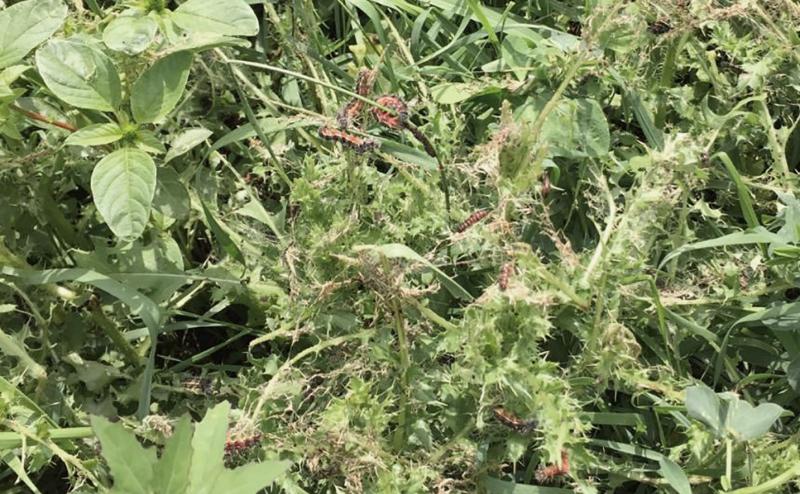 Black caterpillars with white stripes feeding on green Canada thistle.