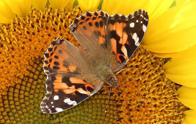 Orange and brown butterfly with white spots sitting with wings spread on a sunflower head.