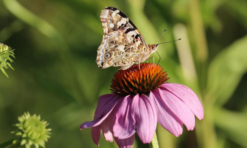 Butterfly sitting on purple flower with its wings closed.
