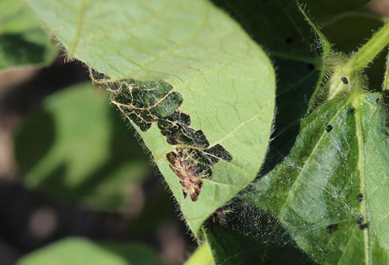 Black caterpillar feeding on green soybean leaf.