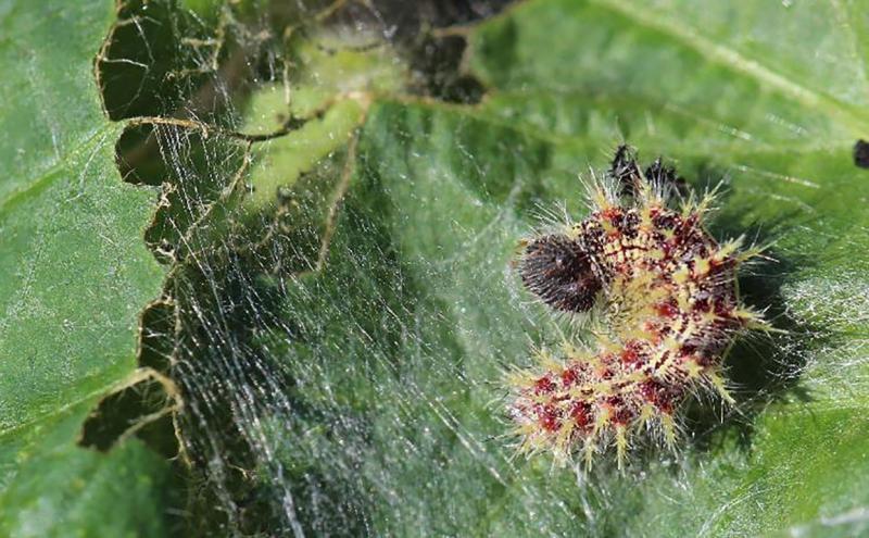 White and red caterpillar feeding within silken hideout on green soybean leaf.