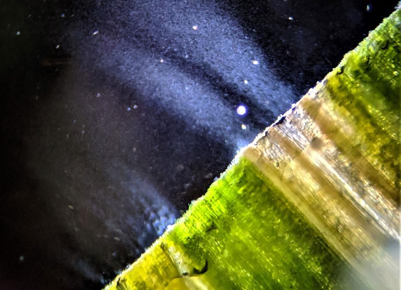 Stereo microscope image of an oat leaf revealing white bacterial streaming on the edge of green blade with streaks of yellow and brown.