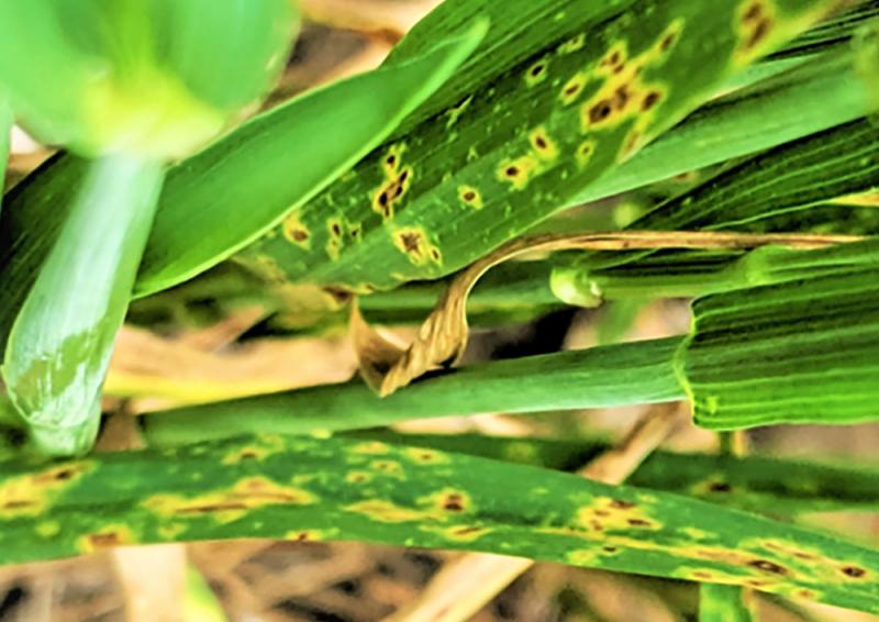 Wheat blades with tan spot lesions exhibiting a dark center surrounded by a distinct yellow halo.