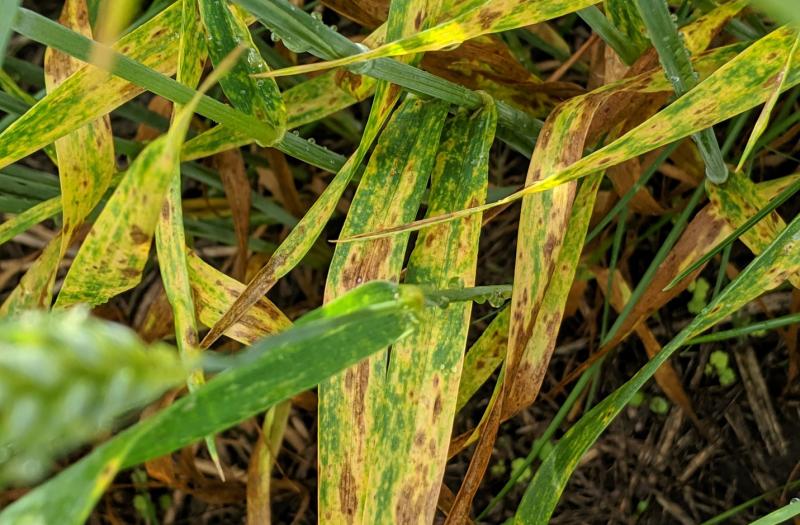Stagonospora leaf blotch symptoms on wheat blades, exhibiting a yellowish fleck with a brown center on several blades.