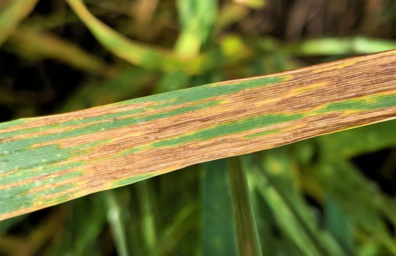 Wheat blade with long, narrow, brown lesions (streaks) running parallel to the leaf veins.