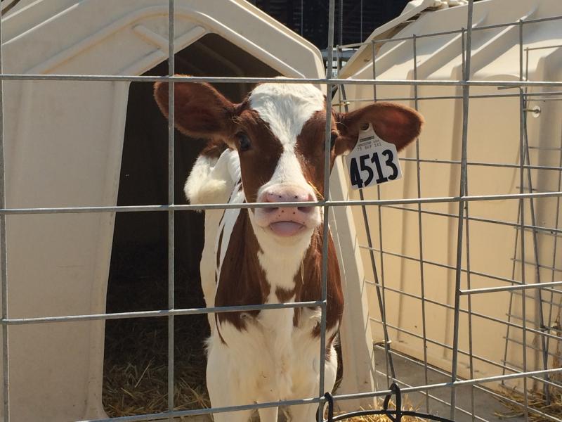 A red and white holstein calf, looking through the fence from its calf hutch on a sunny, summer day.