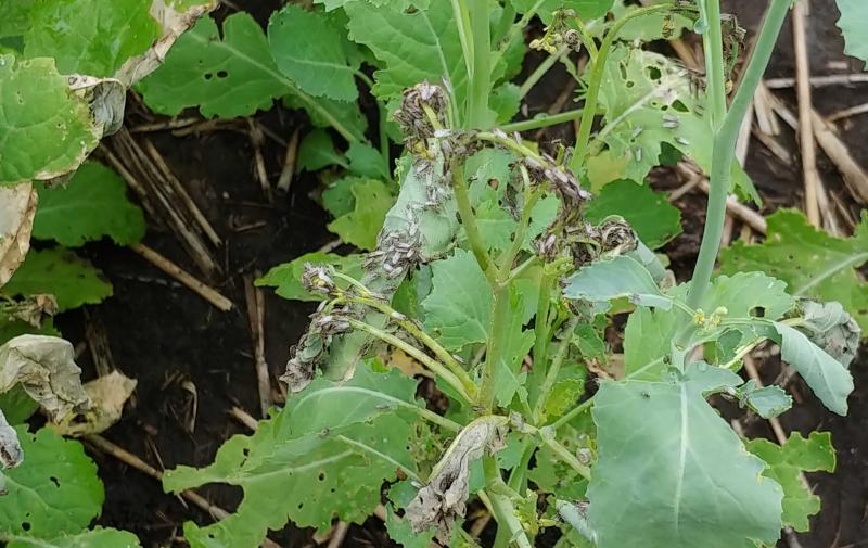 Green canola plants with dying leaves.