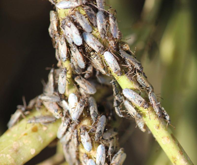 Group of small grey insects with clear wings on green plant.