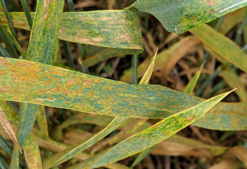 Green blades of wheat with brown, rust-like spots throughout.
