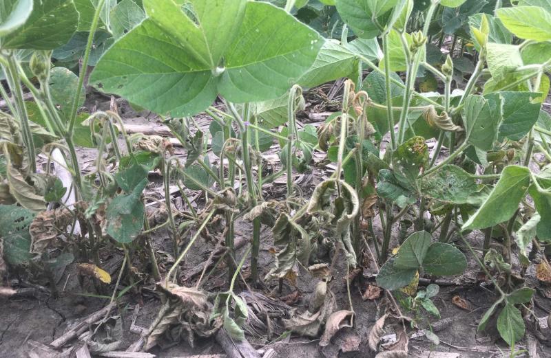Green soybean with wilting/dying soybean within the same row.