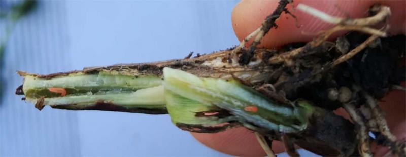 Base of soybean stem with orange larvae present under the epidermis.
