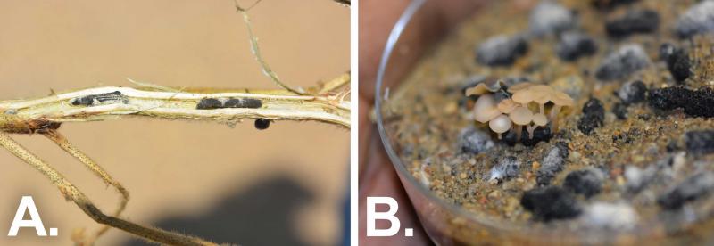 Two side-by-side photos of Sclerotia, white mold, fungal stages. the Left is labeled A. and shows a soybean stem with a black, hardened mass. The right is labeled B. and shows a cluster of small, tan-to-white mushrooms growing on a black, hardnened mass.