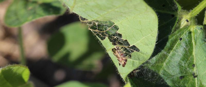 Soybean leaf that is rolled and has been fed on by a caterpillar. Webbing is present.