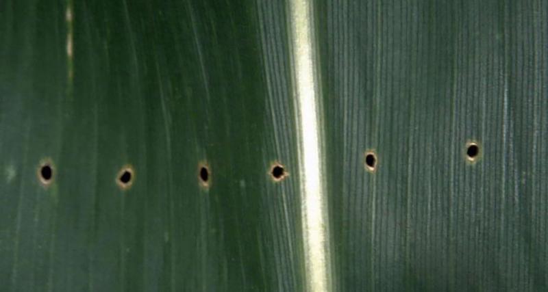 Straight line of small holes in the corn leaf.