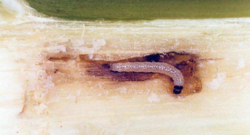 Small white caterpillar with dark head capsule feeding within a corn stalk.