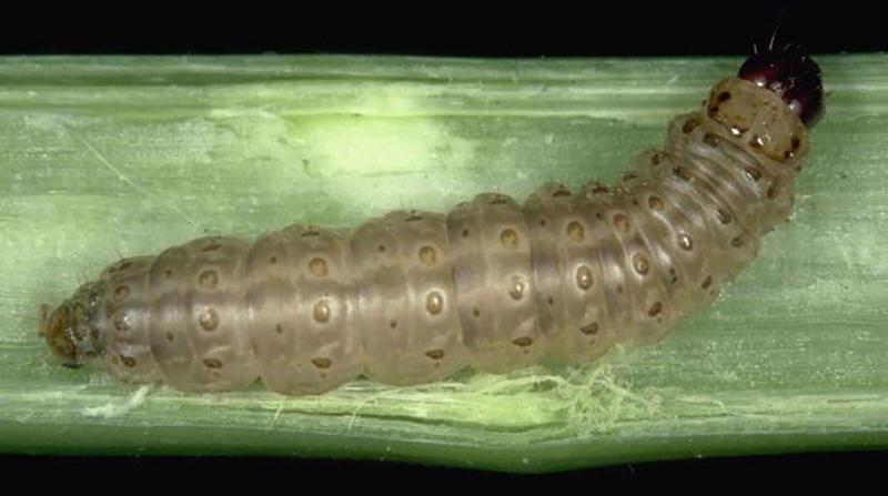 Tan caterpillar with dark brown head on corn stalk.