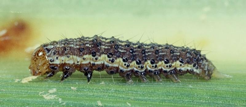 Black caterpillar with light stripes and yellow-brown head capsule. Caterpillar also has small spines on body segments.