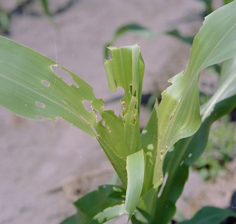 : Green corn plant with ragged defoliation holes in leaves.