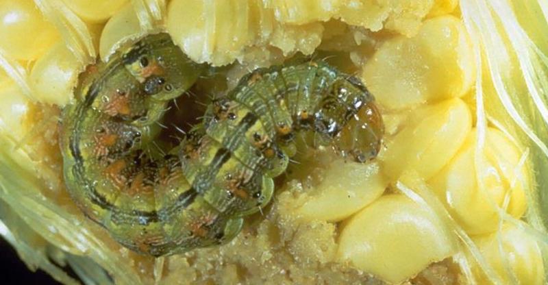 Green caterpillar with yellow head feeding on yellow corn kernels.
