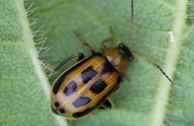 Small beetle that is brown with four black rectangles on back on a green leaf.