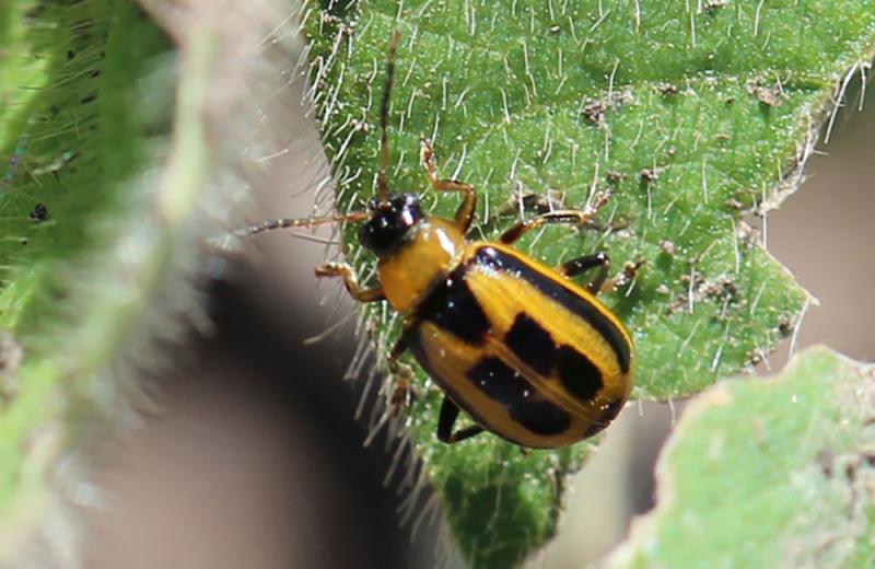 Small beetle that is yellow with four black rectangles on back on a green leaf.