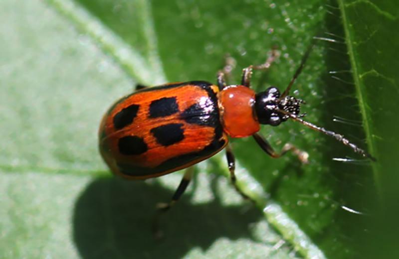 Small beetle that is red with four black rectangles on back on a green leaf.