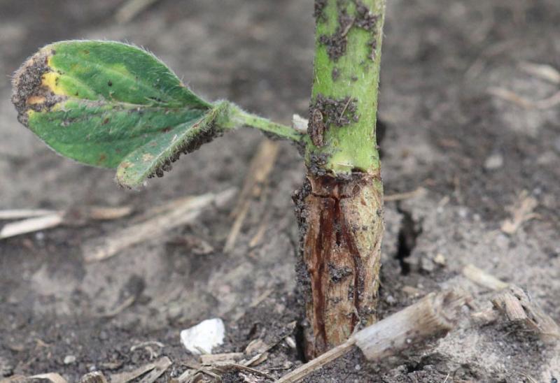 Base of soybean stem with orange larvae present under the epidermis.