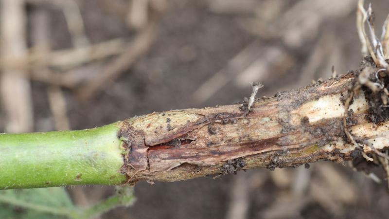 Soybean stem with swelling and discoloration.