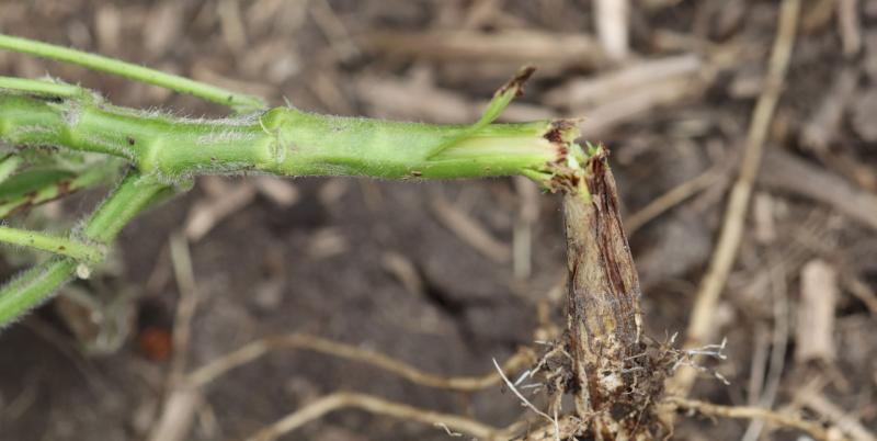 Green soybean stem that is snapped above brown area.