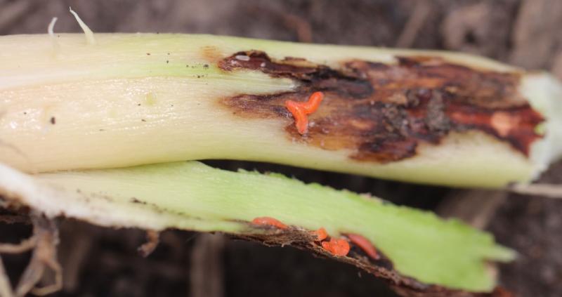 Orange larvae on discolored soybean stem.