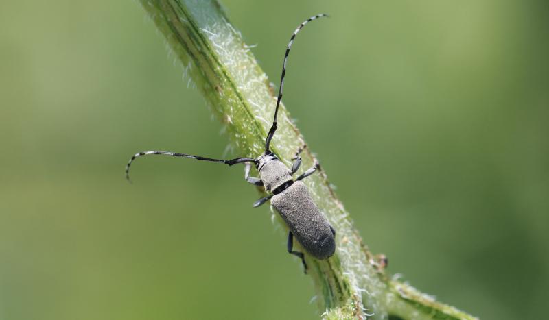 Gray beetle with long antennae that are alternating white and black pattern on green leaf petiole.