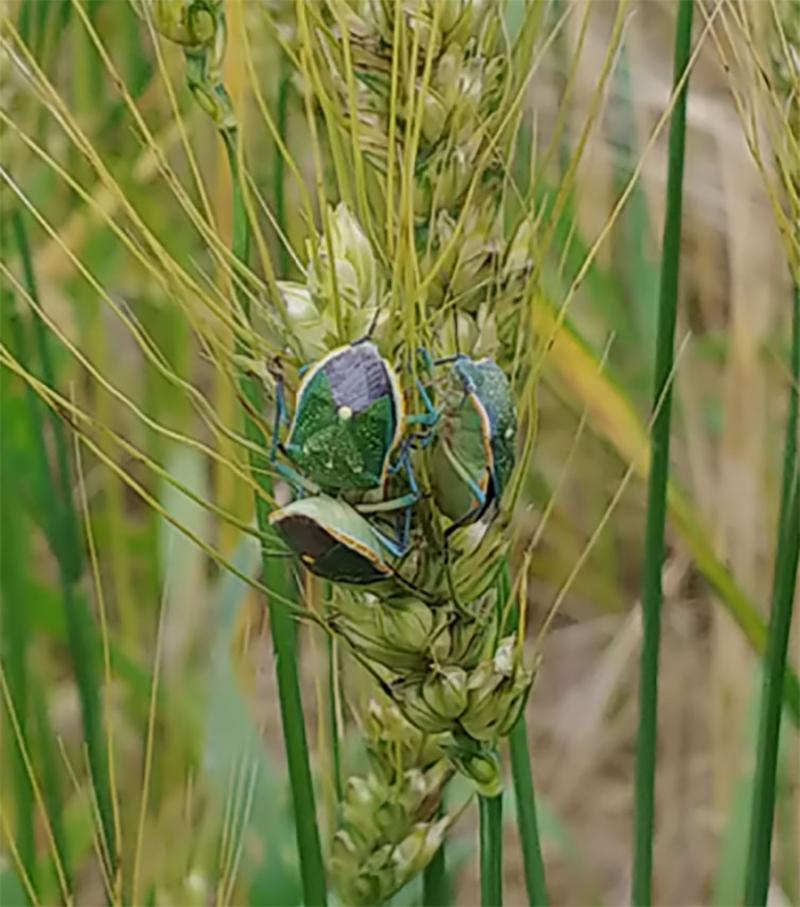 Green wheat with many green stink bugs present on it.