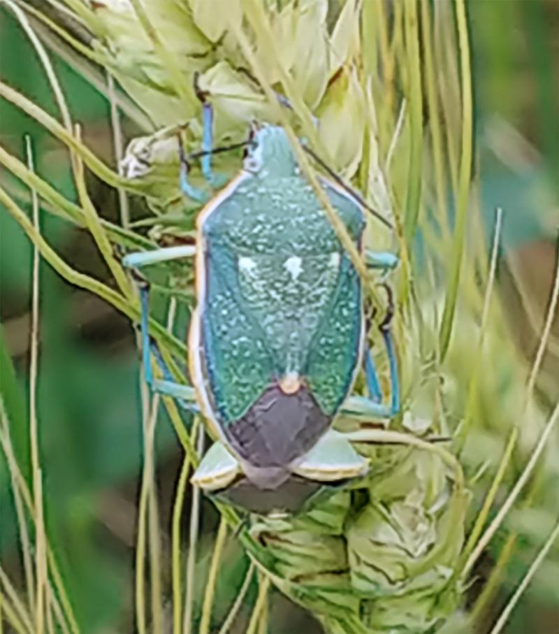 Dark green stinkbug with yellow ring around body and three light spots on scutellum.