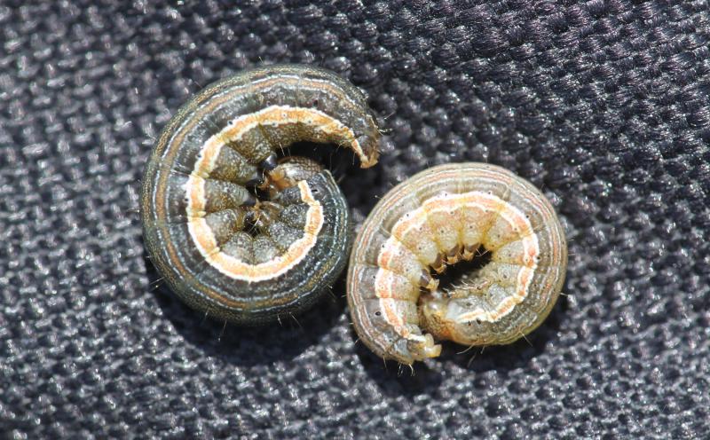 Dark green and tan curled caterpillars with an orange stripe along their sides.