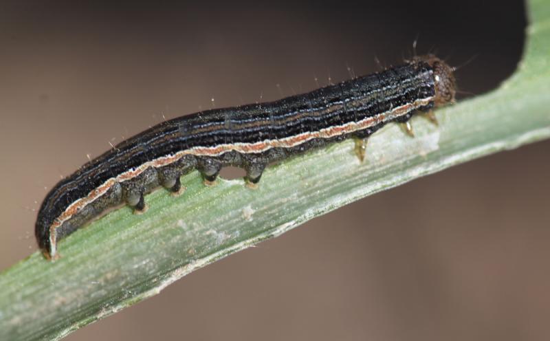 Dark green caterpillar with an orange stripe feeding on a corn leaf.