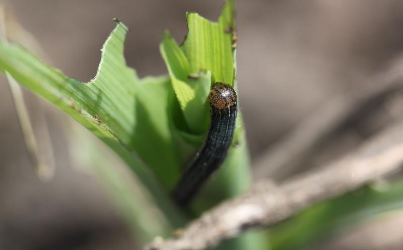 Dark green caterpillar that has an orange head with a network of black lines.