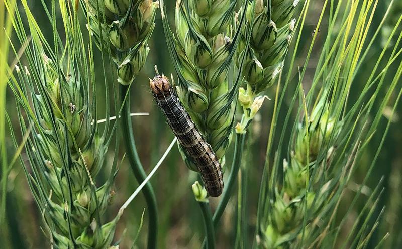 Dark colored caterpillar feeding on wheat head.