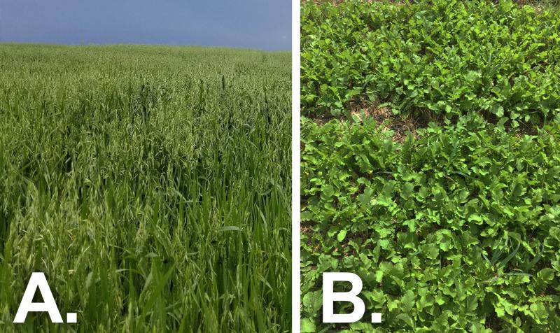 Two groups of cover crops side-by-side. Left: Oats. Right: Radish.