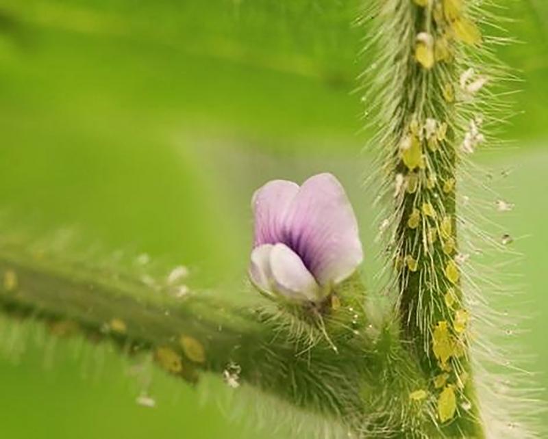 Small, green soybean aphids on a green, soybean stem with pink flower.