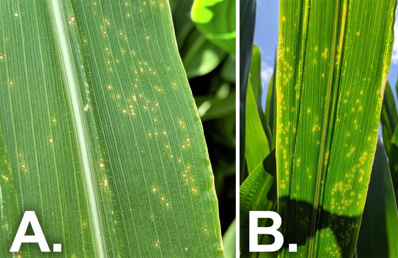 Two corn leaves with small, translucent circular lesions with yellow halos surrounding the lesions.