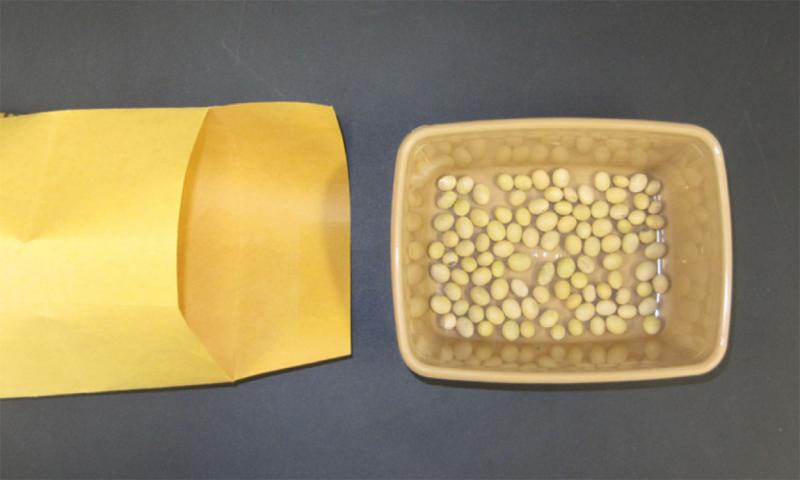 A manila envelope next to a yellow, plastic tray containing 100 soybean seeds.
