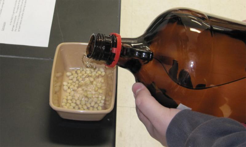 A pair of hands carefully pouring a Clorox® solution from a brown, glass bottle into a yellow plastic tray containing soybean seeds.